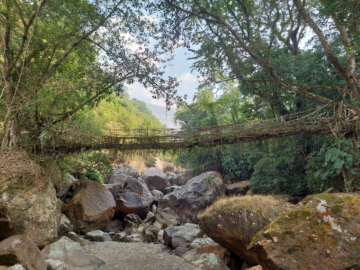 Lieving Root Bridge Living Root Bridges – Life and Living